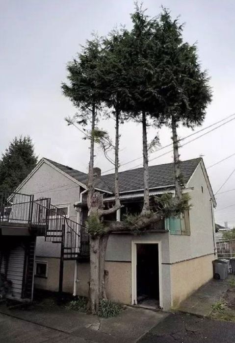 Amazing Trees That Refuse To Die