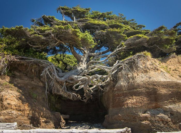 Amazing Trees That Refuse To Die