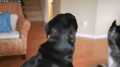 Daily GIFs Mix, part 959