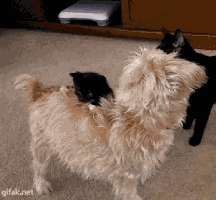 Daily GIFs Mix, part 963