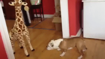 Daily GIFs Mix, part 965