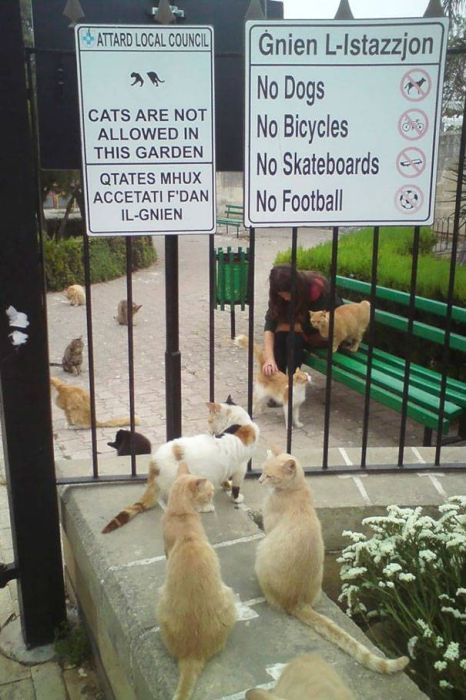 Animals Don’t Care About The Rules As Well