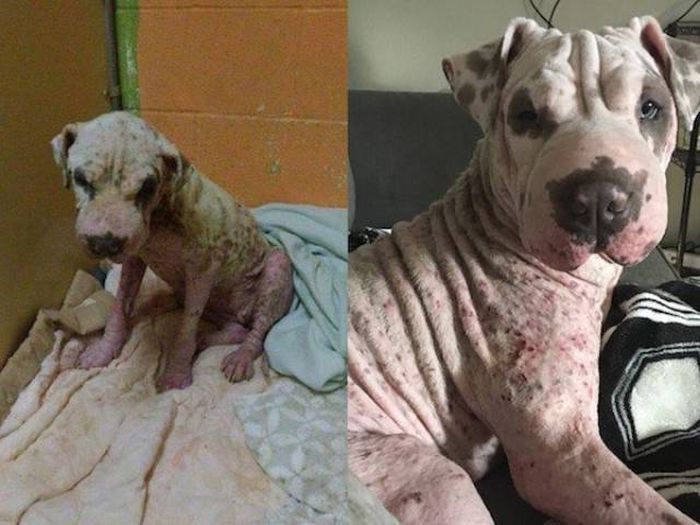 Animals Before And After The Adoption