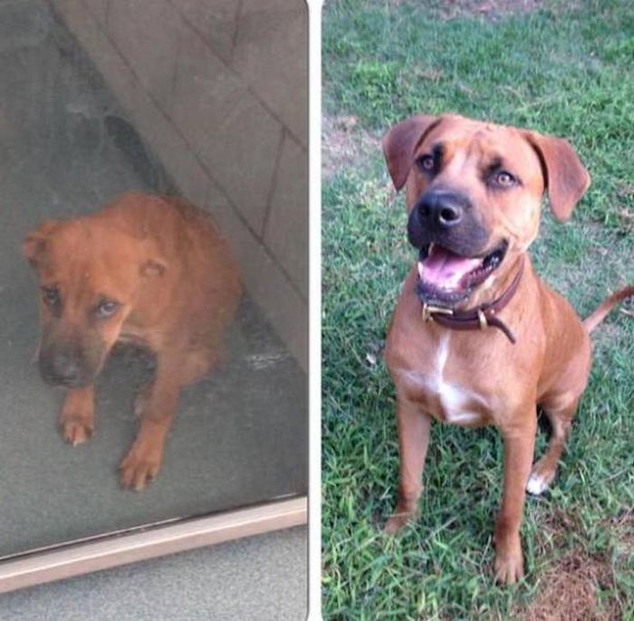 Animals Before And After The Adoption