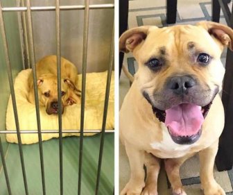 Animals Before And After The Adoption