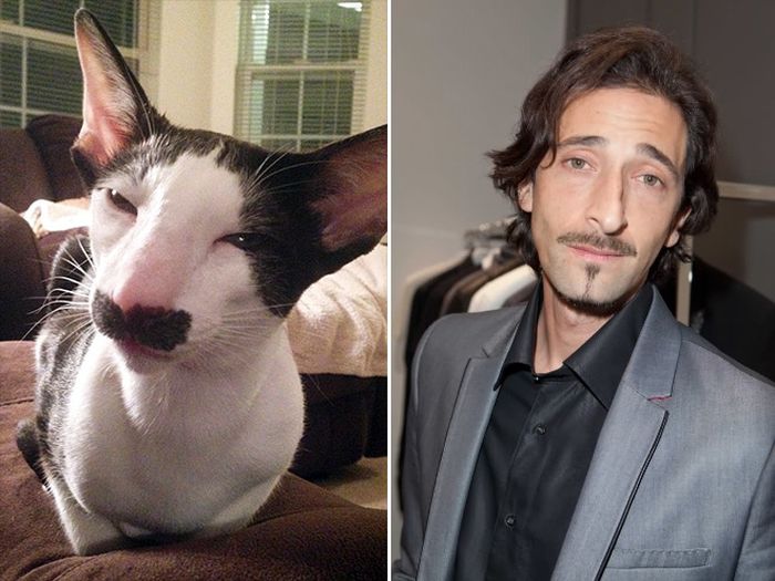 Cats That Look Like Celebrities