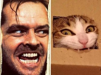 Cats That Look Like Celebrities