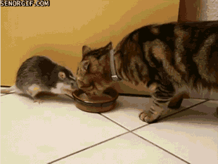 Daily GIFs Mix, part 966
