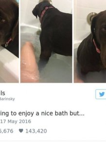 Dog Owners Share Laugh-Out-Loud Snaps Of Their Pets