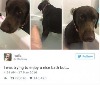 Dog Owners Share Laugh-Out-Loud Snaps Of Their Pets