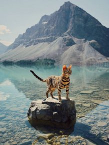 A Cat From Canada That Travels A Lot