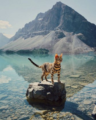 A Cat From Canada That Travels A Lot
