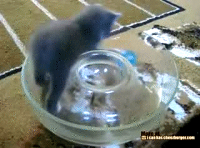 Daily GIFs Mix, part 972