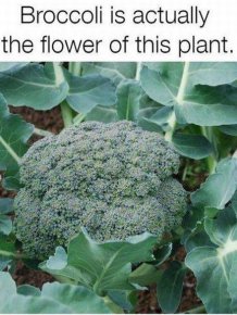 These Foods Actually Grow In Some Unexpected Ways
