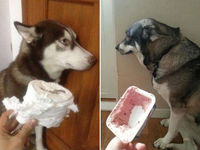 Proof That Dogs Are As Evil As Cats