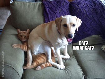 Proof That Dogs Are As Evil As Cats