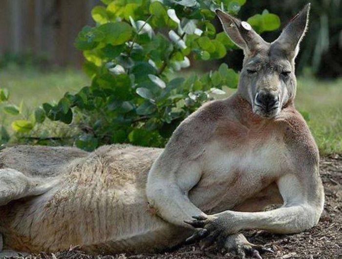 Animals That Know How To Pose