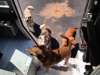 UPS Drivers Meet Lots Of Adorable Dogs And Internet Absolutely Loves The Photos