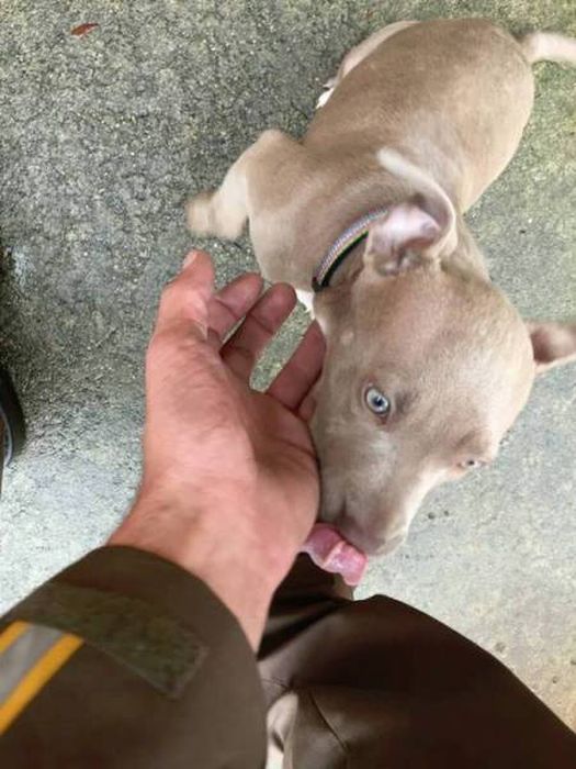 UPS Drivers Meet Lots Of Adorable Dogs And Internet Absolutely Loves The Photos