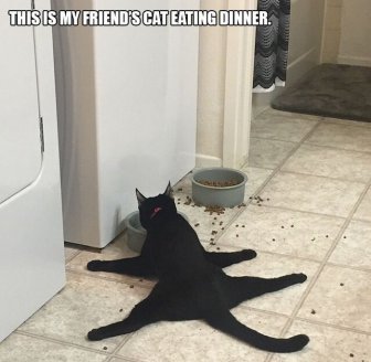 Cats Acting Weird