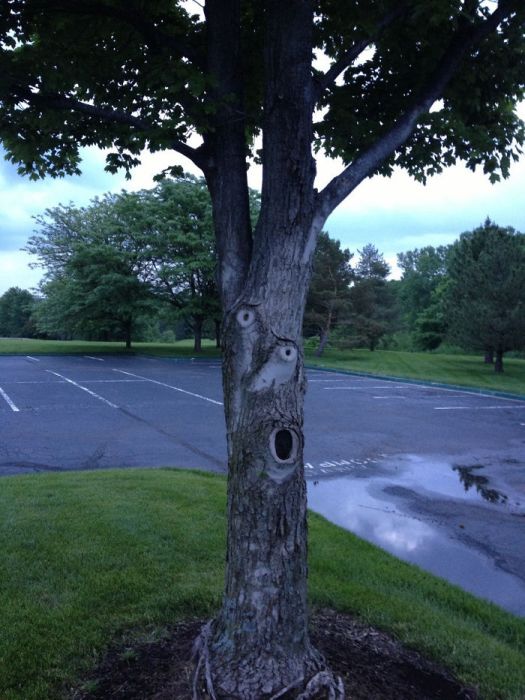 TheseTrees Will Make You Look Twice
