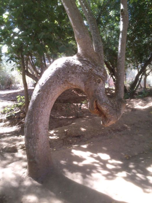 TheseTrees Will Make You Look Twice