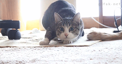 Daily GIFs Mix, part 978