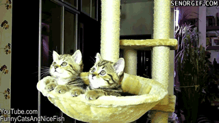 Daily GIFs Mix, part 983