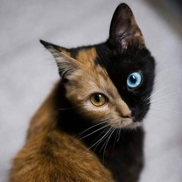 Chimera Kitten | Animals
