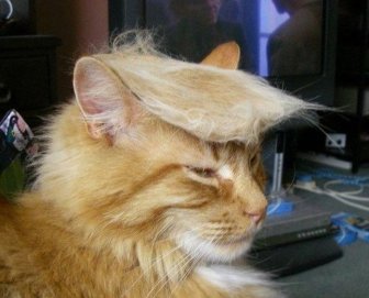 Donald Trump Cats
