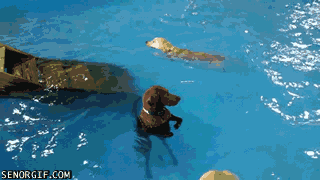 Daily GIFs Mix, part 991