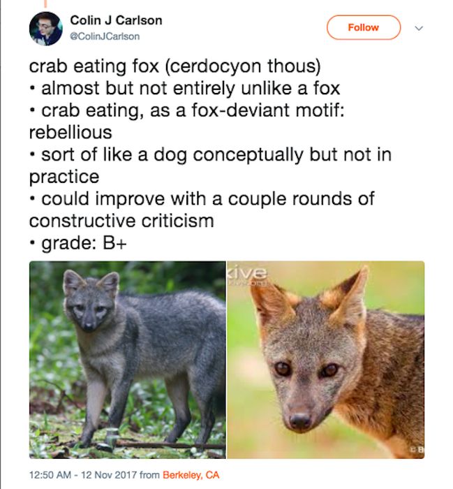 Guy Rating Foxes On Twitter