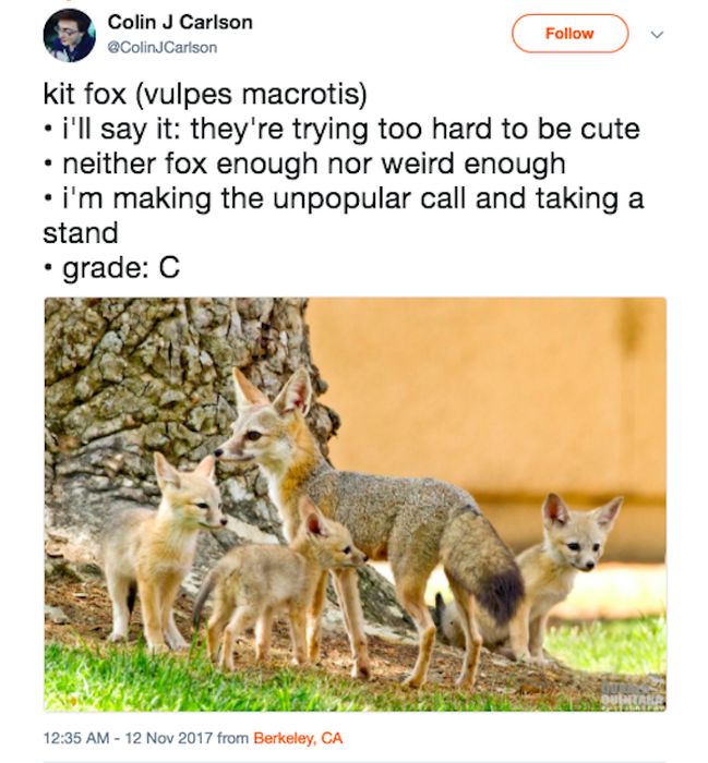 Guy Rating Foxes On Twitter