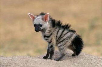 Aardwolves Are Cute