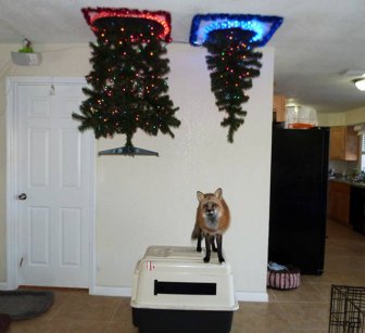 How To Save Your Christmas From Your Own Pets