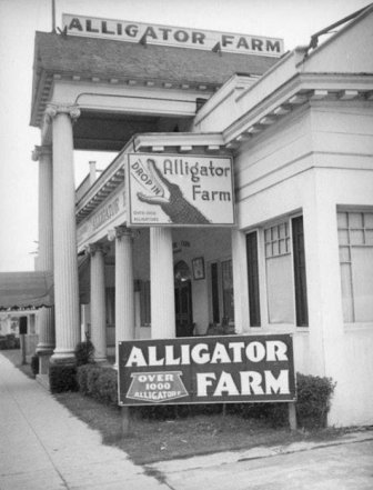 Vintage Photos Of Los Angeles Alligator Farm