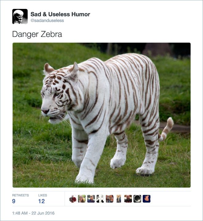Twitter Users Create Better Names For Animals