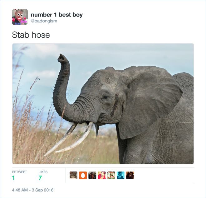 Twitter Users Create Better Names For Animals