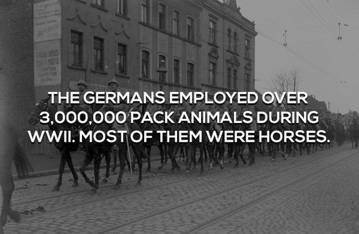 Interesting Facts About WWII