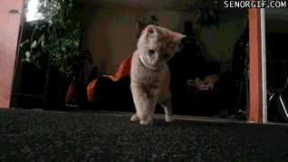 Daily GIFs Mix, part 995