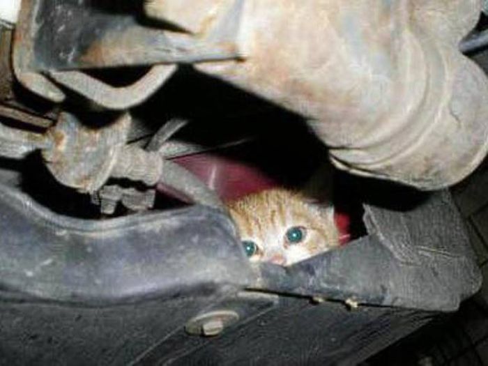 Found Under Cars' Hoods
