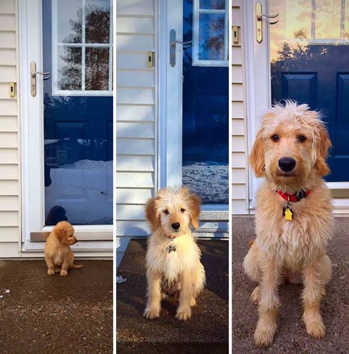 From Puppy To A Doggy