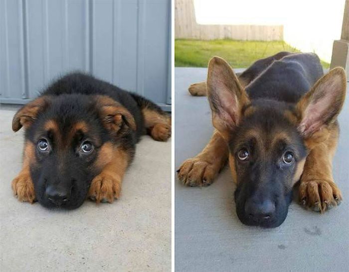 From Puppy To A Doggy