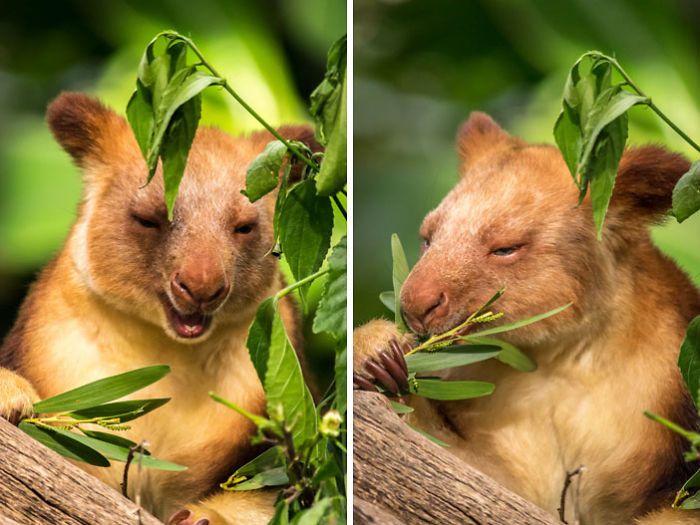 Tree-Kangaroos Are Cute