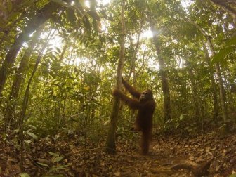 Orangutan Found A Hidden Camera In The Forest