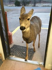 Deer Walks Into Store And Brings A Surprise
