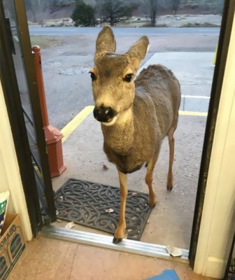 Deer Walks Into Store And Brings A Surprise