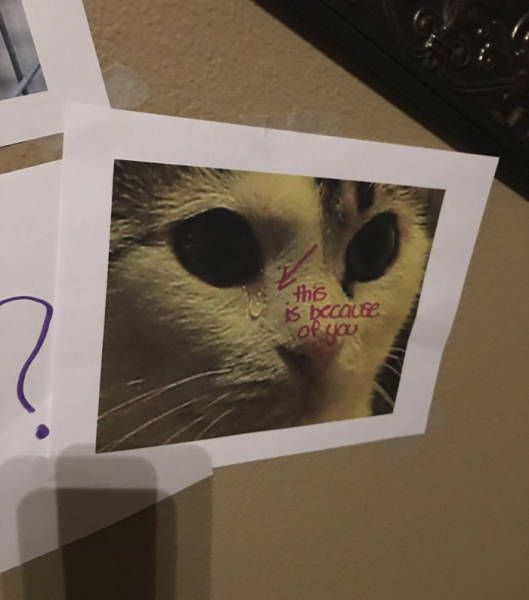Daughter Finds A Very Creative Way To Get A Cat From Her Father