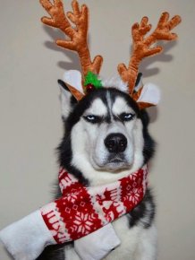 This Husky Hates Christmas