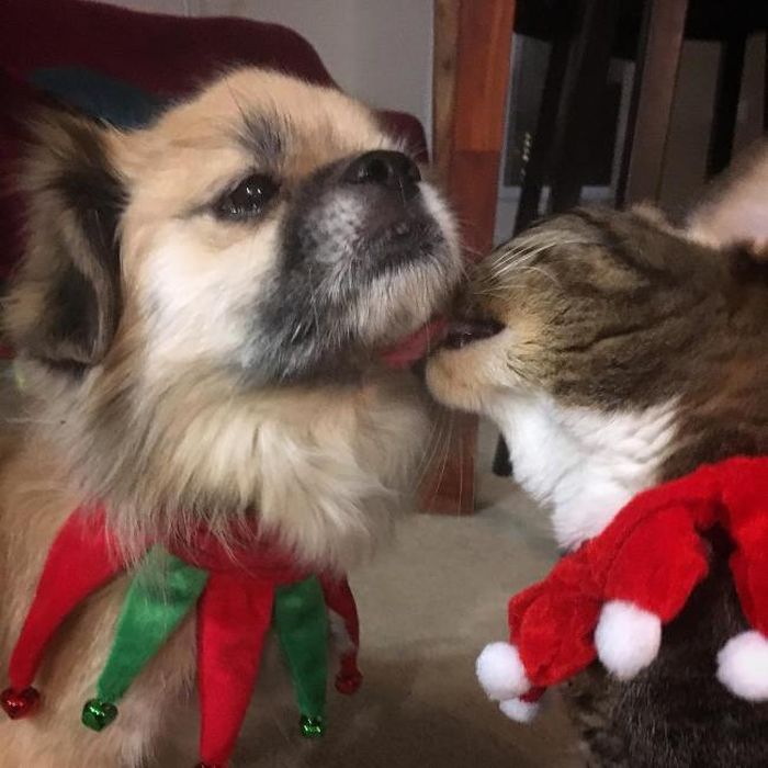 Christmas Pets